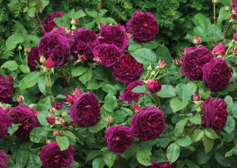 Munstead Wood (Ausbernard) - David Austin Rose
