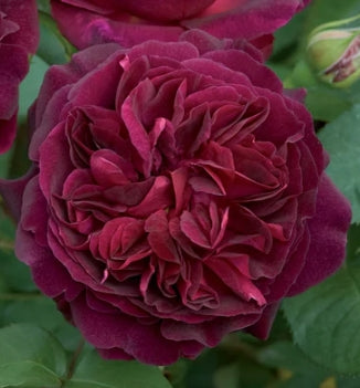 Munstead Wood (Ausbernard) - David Austin Rose