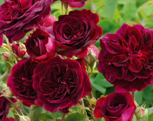 Munstead Wood (Ausbernard) - David Austin Rose