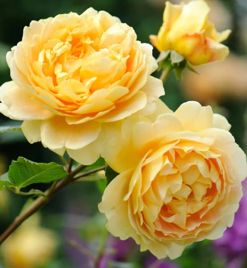 Golden Celebration (Ausgold) - David Austin Climbing Rose