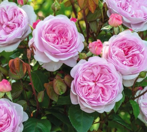 Olivia Rose Austin (Ausmixture) - David Austin (bare rooted)