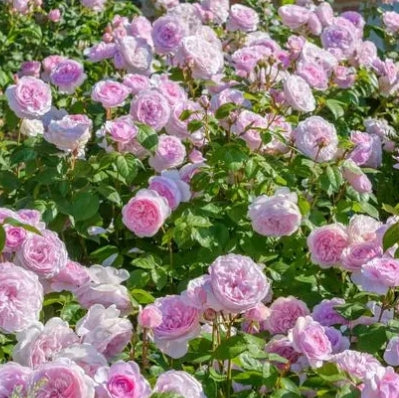 Olivia Rose Austin (Ausmixture) - David Austin (bare rooted)