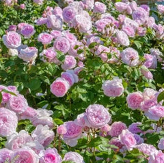 Olivia Rose Austin (Ausmixture) - David Austin (bare rooted)