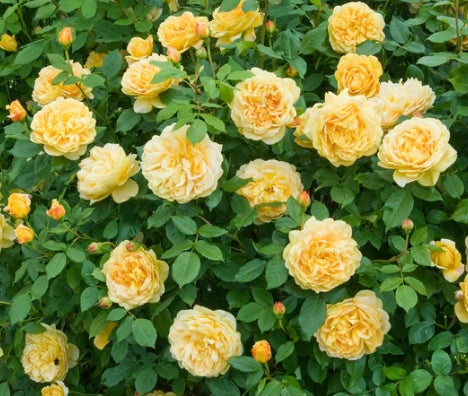 Golden Celebration (Ausgold) - David Austin Climbing Rose