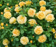 Golden Celebration (Ausgold) - David Austin Climbing Rose