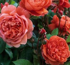 Summer Song (Austango) - David Austin Rose