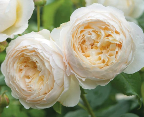 Claire Austin (Ausprior) - New Release David Austin (Climbing) Rose