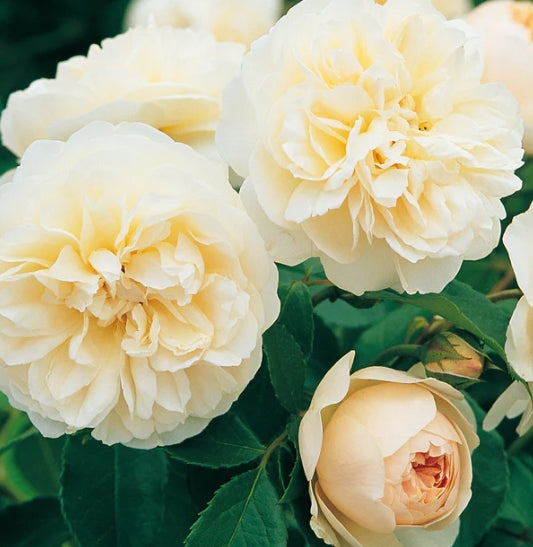 Lichfield Angel (Ausrelate) - David Austin - Shrub Rose (bare rooted)