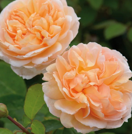 The Lady Gardener (Ausbrass) - David Austin Rose