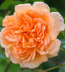Dame Judi Dench (Ausquaker) - David Austin - Shrub Rose