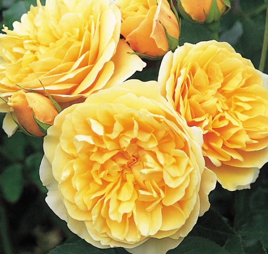 Graham Thomas (Ausmas) - David Austin Rose 2ft standard (Bareroot)