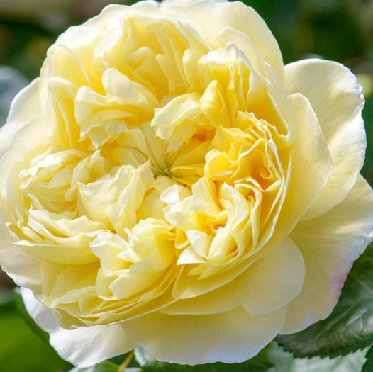 Charles Darwin (Auspeet) David Austin Bush Rose