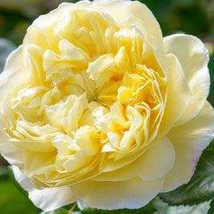 Charles Darwin (Auspeet) David Austin Bush Rose
