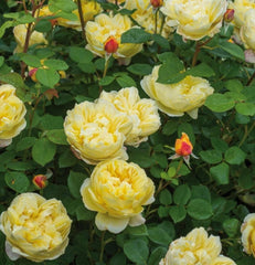 Charles Darwin (Auspeet) David Austin Bush Rose