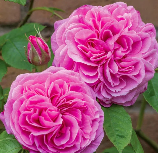 Gertrude Jekyll (Ausbord) - David Austin Climbing Rose (bare rooted)