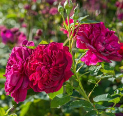 Darcey Bussell (Ausdecorum) - David Austin Shrub Rose
