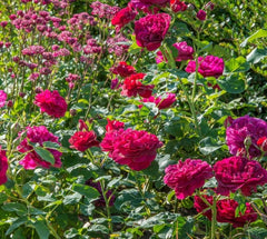 Darcey Bussell (Ausdecorum) - David Austin Shrub Rose