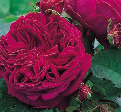 Falstaff (Ausverse) - David Austin (Bare-rooted)