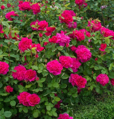 Sophy's Rose (Auslot) - David Austin Rose