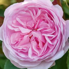 Olivia Rose Austin (Ausmixture) - David Austin