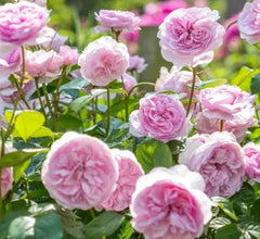 Olivia Rose Austin (Ausmixture) - David Austin
