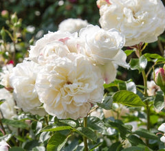 Tranquillity (Ausnoble) - David Austin Rose (bare rooted)