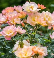 The Lark Ascending (Ausursula) David Austin Potted Bush Rose