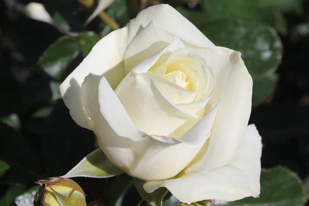 Subzero™ Rose