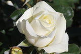 Subzero™ Rose
