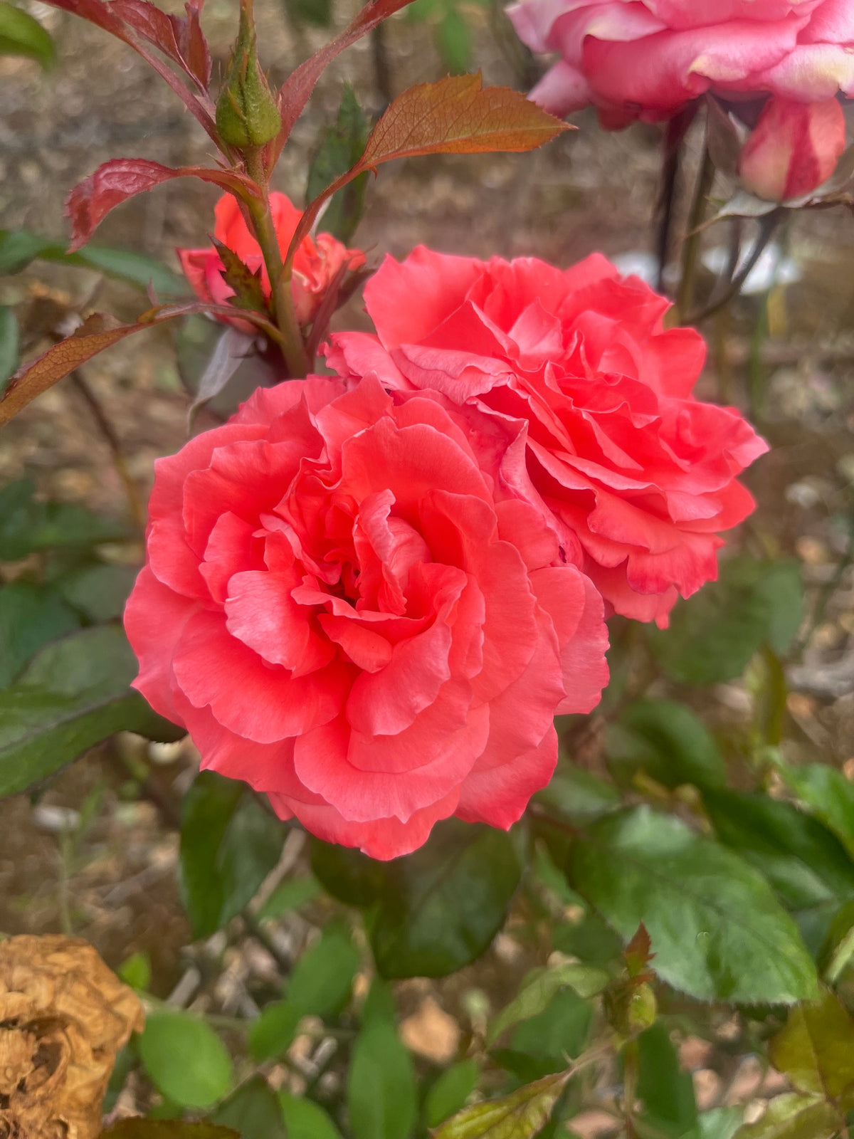Sunburnt Country Hybrid Tea Bush Rose