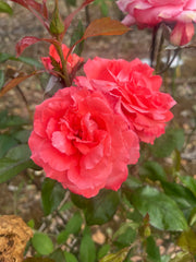 Sunburnt Country Hybrid Tea Bush Rose