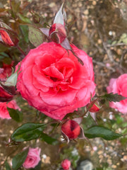 Sunburnt Country Hybrid Tea Bush Rose