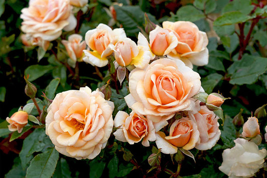 Sweet Honey Bush