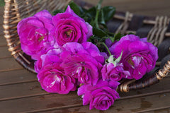 Sweet Intoxication Bush Rose