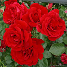Sympathie - Climbing Rose
