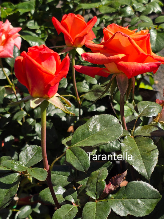 Tarantella Hybrid Tea Bush Rose (Bare-rooted)