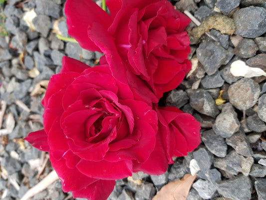 Tatjana - Hybrid Tea Rose