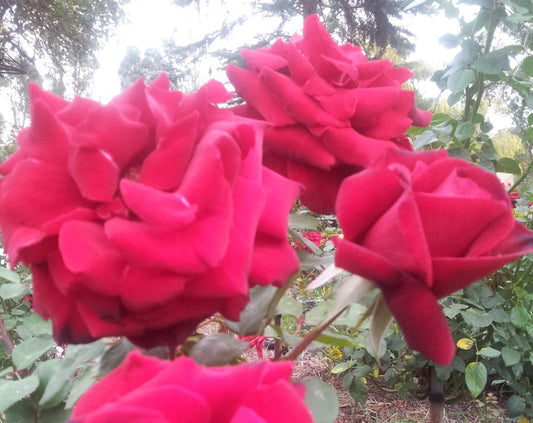 Tatjana - Hybrid Tea Rose (bare rooted)