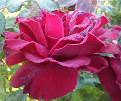 Tatjana - Potted 2ft Patio Hybrid Tea Rose