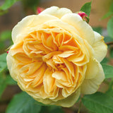Teasing Georgia - David Austin - Climbing Rose