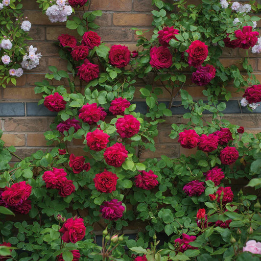 Tess Of The D'Urbervilles - David Austin Climbing Rose