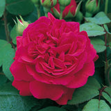 Tess Of The D'Urbervilles - David Austin Climbing Rose