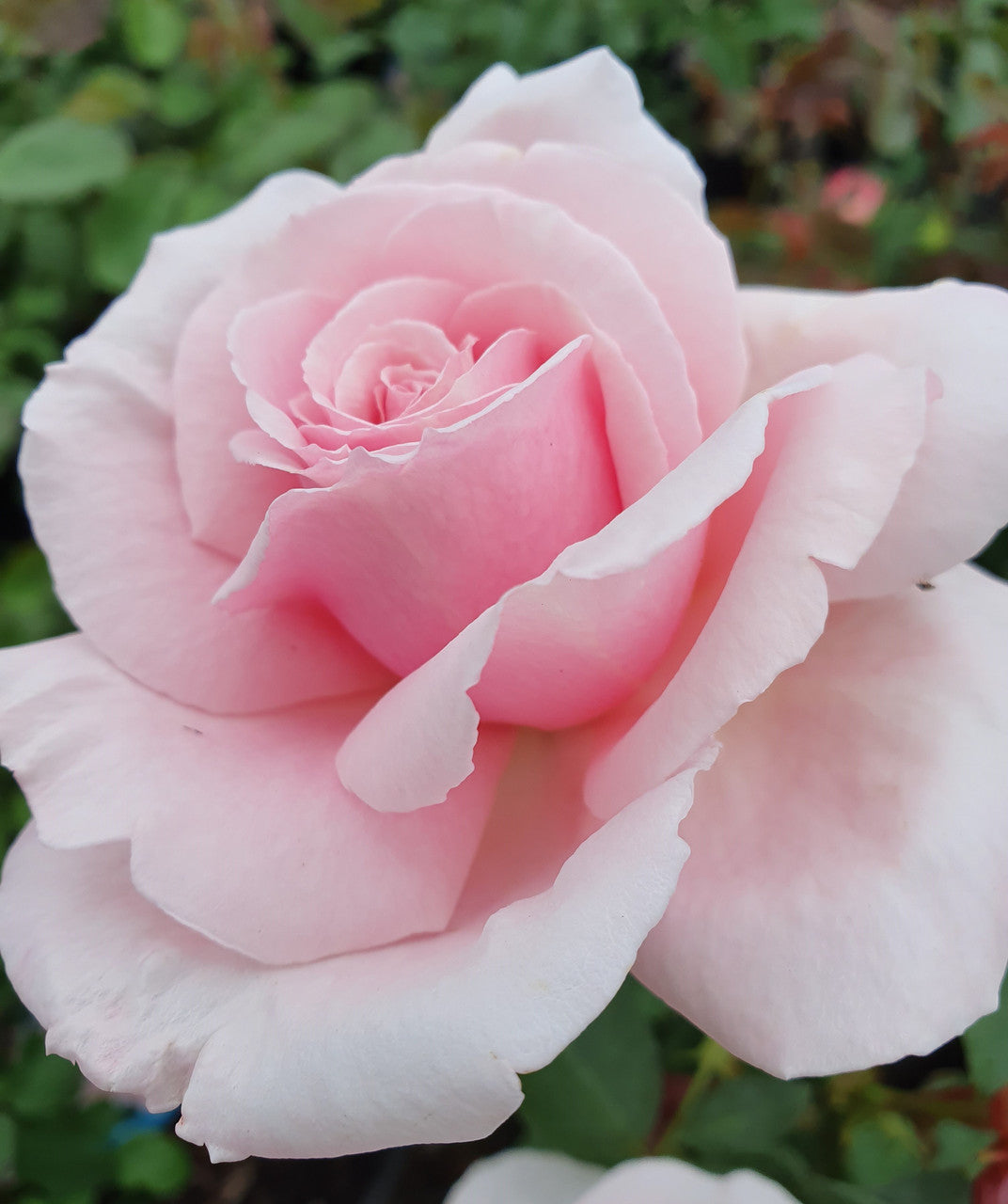 The Childrens Rose™ Hybrid Tea 2ft Patio Standard