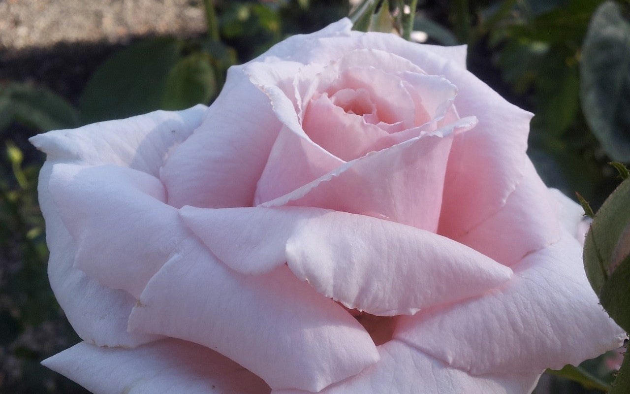 The Children's Rose - Hybrid Tea Rose (bare rooted)