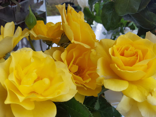 The Golden Child - Modern Shrub (bare rooted)