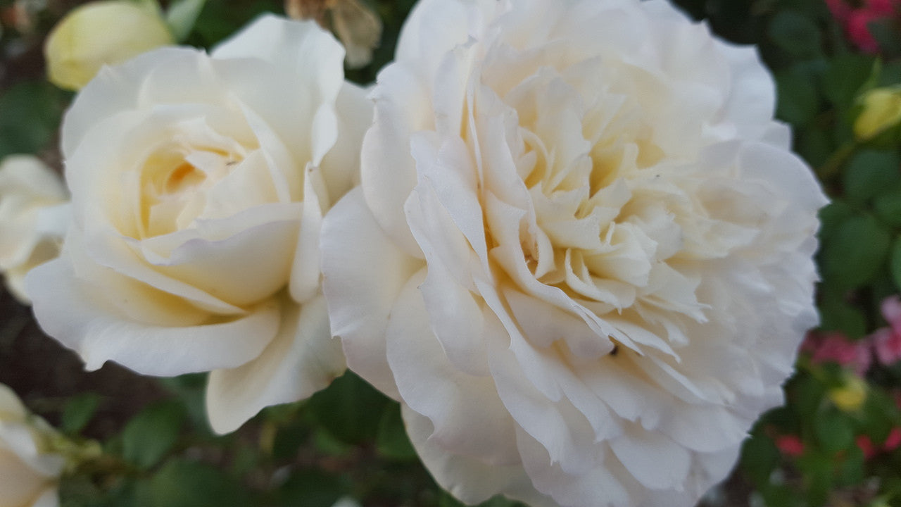 The Wedding Rose - Hybrid Tea Rose (bare rooted)