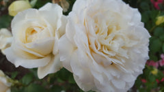 The Wedding Rose - Hybrid Tea Rose (bare rooted)
