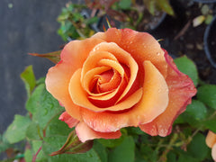 Tuscan Sun - Floribunda Rose (bare rooted)
