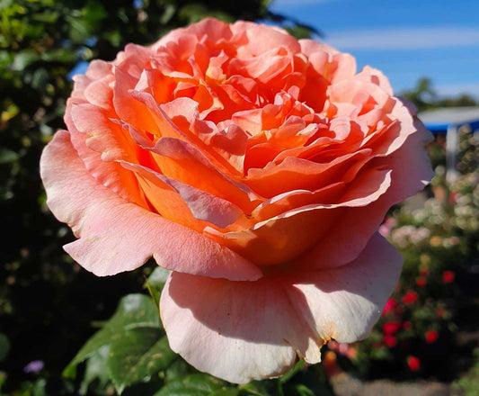 Twilight Glow - Climbing Rose (bare rooted)