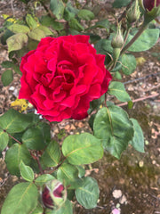 Tatjana - Hybrid Tea Rose